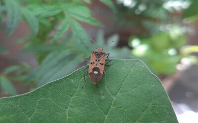 Imagen en la que la hoja de una planta en primer plano, sobre la que se posa un insecto de la familia Pyrrhocoris apterus.