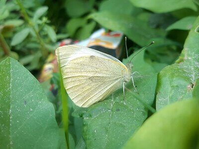 Imagen de una mariposa sobre una hoja verde.